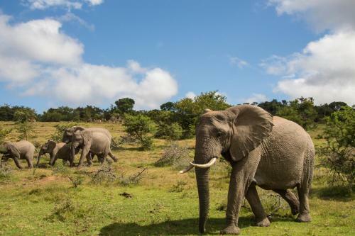 Pumba Private Game Reserve
