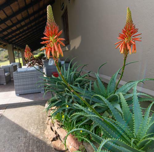 Rooiberg Lodge