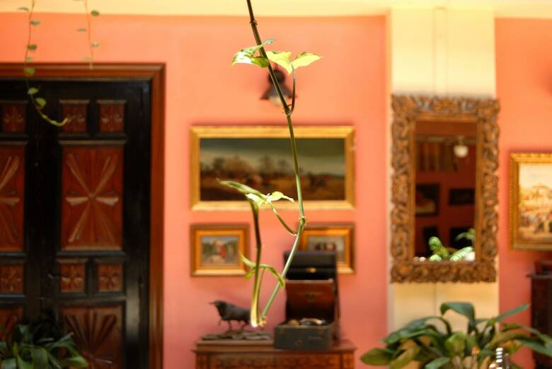 Hotel Pinomar