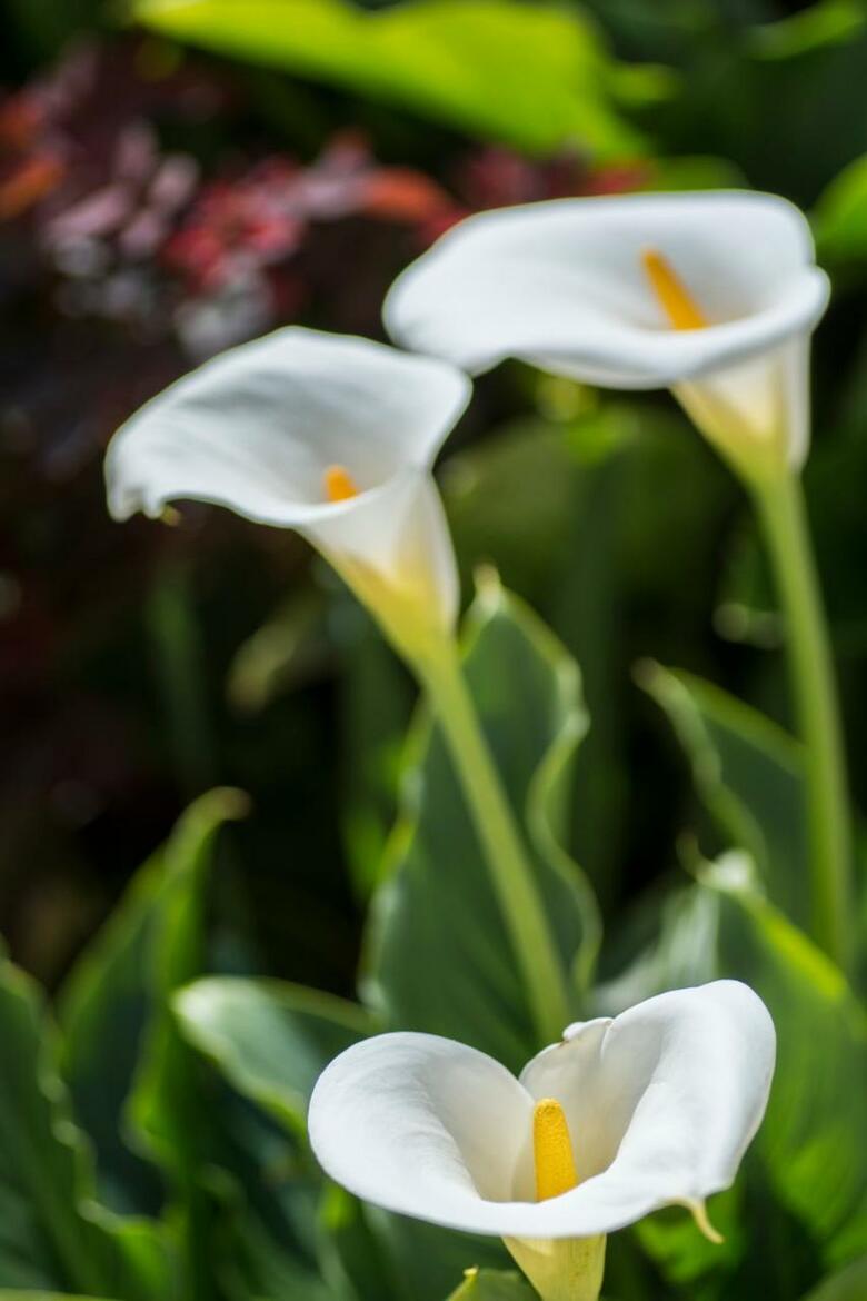 Apartamento Florazar II