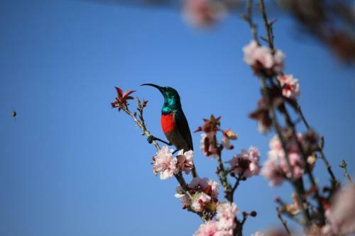 Apartamento Fynbos Garden Suite