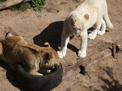 Albergue Jikeleza Lodge