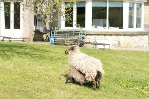 Agroturismo Godshill Park Farm House