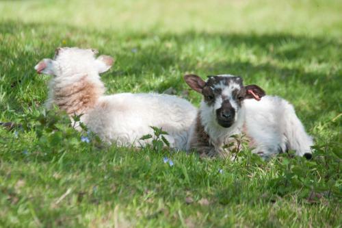 Agroturismo Godshill Park Farm House