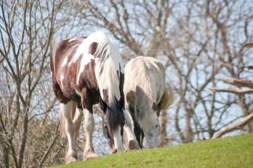 Agroturismo Godshill Park Farm House