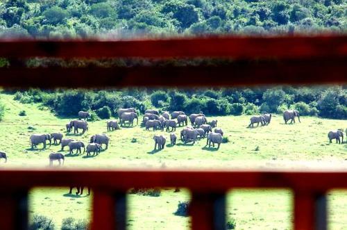 Hostal Addo Afrique Estate
