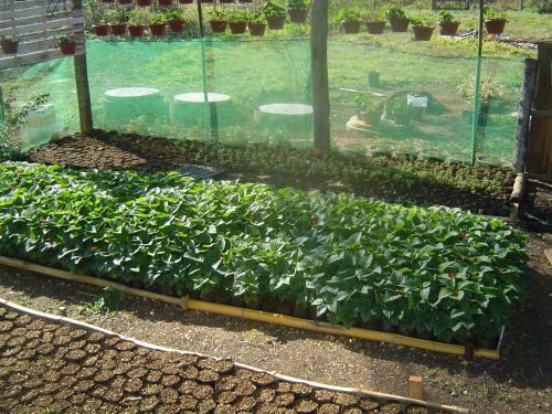 Agroturismo Est�ncia Maca�bas