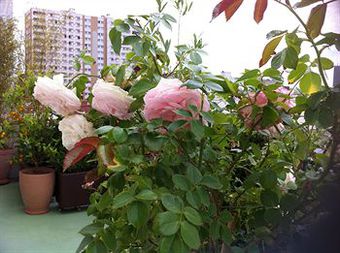 Apartamento R�sidence Courcelle