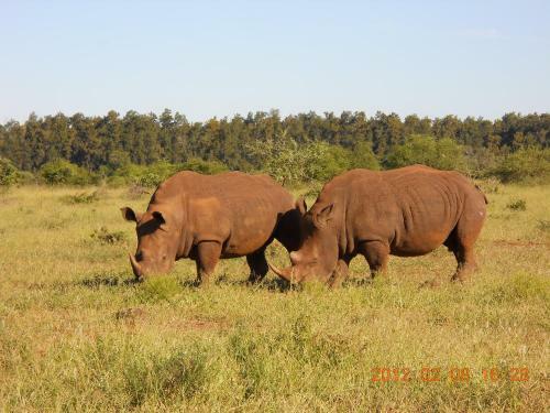 Hotel Bushwise Safari Lodge