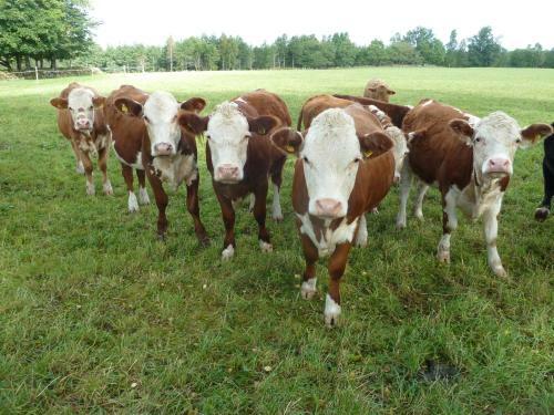 Agroturismo H�ryda G�rd