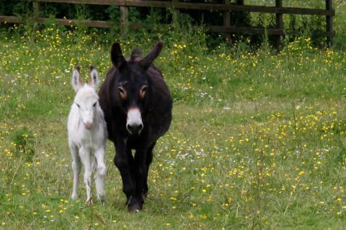 Agroturismo Barnabrow Country House