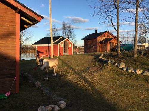 Lodge Kelotin Rantamajat