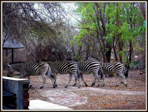 Phumula Kruger Lodge And Safaris