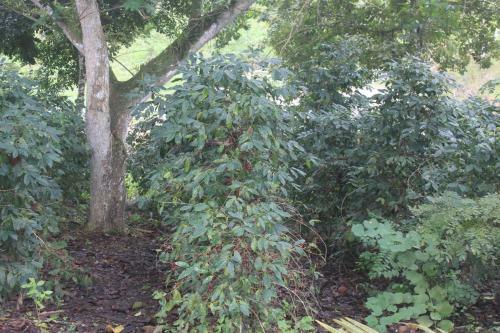 Agroturismo Finca Hoster�a Bella Aurora