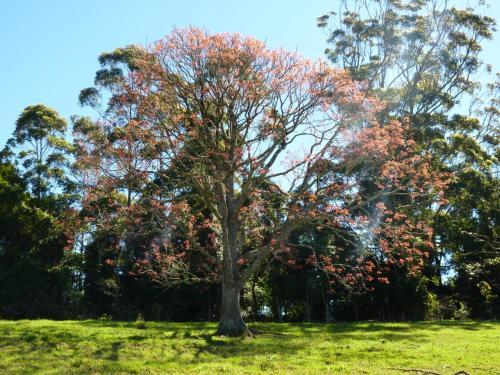 Agroturismo Bellthorpe Stays