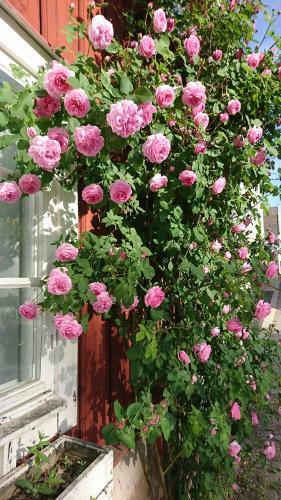 Garvareg�rden B&B - Pensionat Sundsg�rden