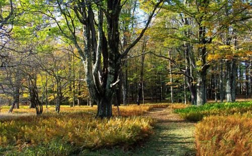 Hotel Canaan Valley Resort State Park
