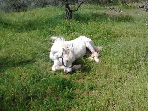 Agroturismo Agriturismo Il Cavallone