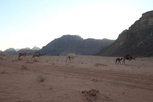 The Bedouin Meditation Camp