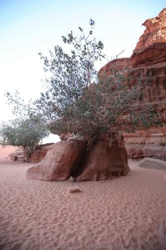 The Bedouin Meditation Camp