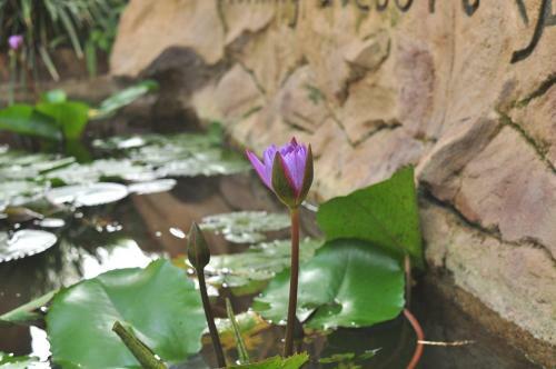 Hotel Soba Lanka Holiday Resort