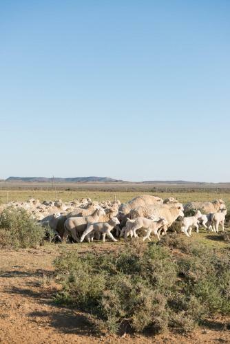 Agroturismo New Holme Karoo Guest Farm