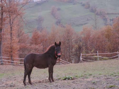 Agroturismo Societ� Agricola Cacigolara