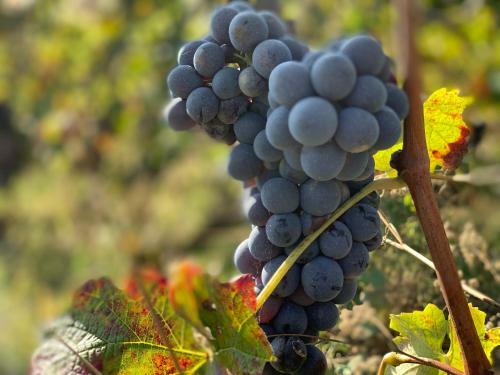 Hotel Naturalmente Wine Resort