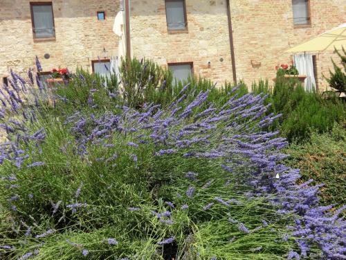 Agroturismo La Pieve Di San Martino