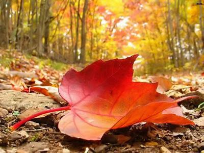 Apartamentos Petit Blau