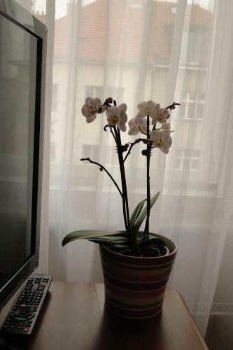 Apartman Brno Stred