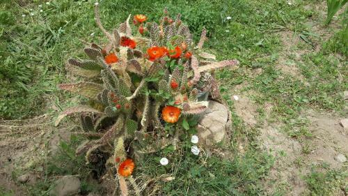 Apartamento Rancho Por Fin