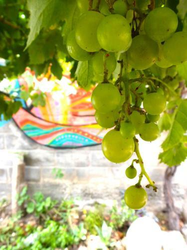Hostel Casa Arbol