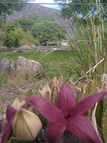 Caba�as En Cafayate