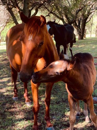 Agroturismo Caba�as San Miguel