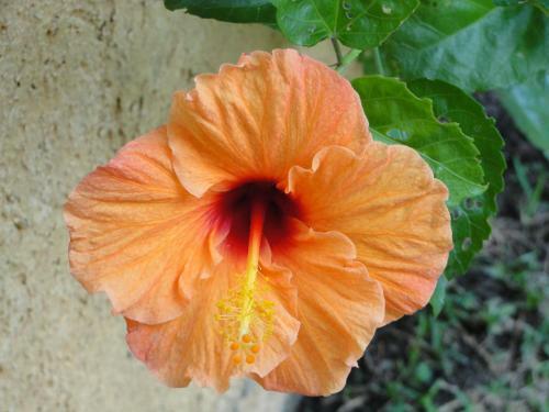 Las Casitas Tepoztl�n