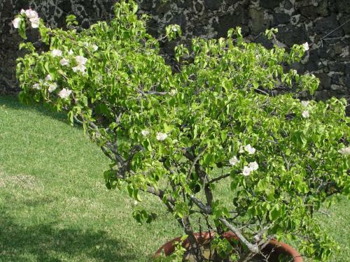 Las Casitas Tepoztl�n