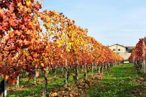 Agroturismo Amalia Cascina In Langa