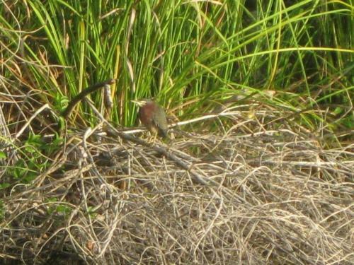 Lodge Caba�as Ecologicas Tumben Ha