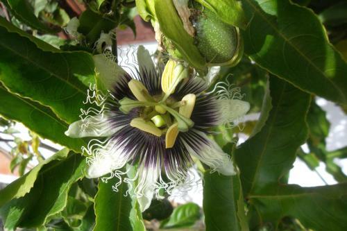 Agroturismo Casa Rural Soleario