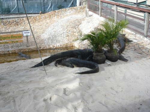 Villa Cape Florida