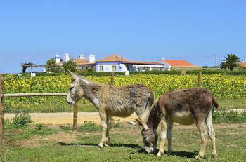 Agroturismo Herdade Do Touril