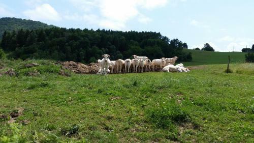 Bed & Breakfast La Ferme De Jeanne