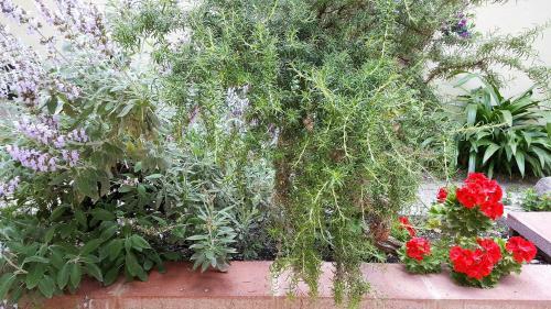 Bed & Breakfast Il Giardino Del Nespolo