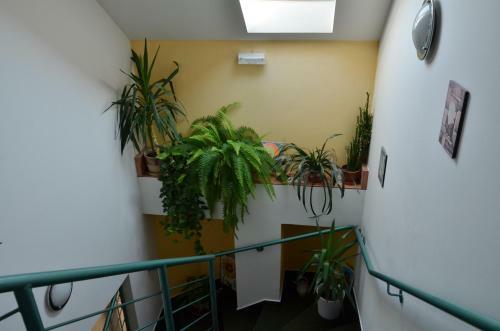 Hostal Penzion Aura