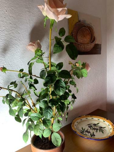 Apartamento Ferienwohnung Im Schwarzwaldhaus