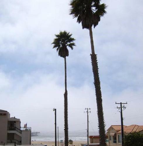 Motel Ocean Breeze Inn At Pismo Beach