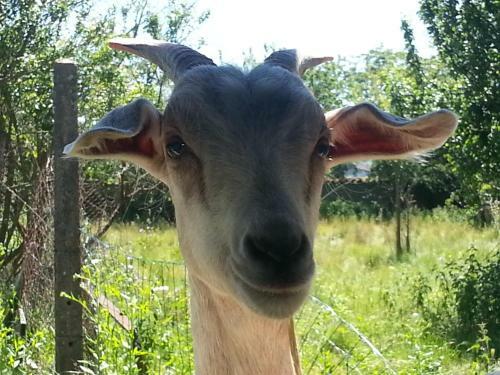 Bed & Breakfast La Ferme De L'orme-vial