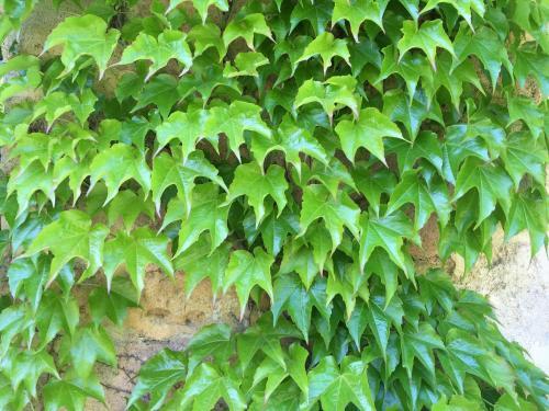 Aparthotel La Bastide Du Roy Ren�