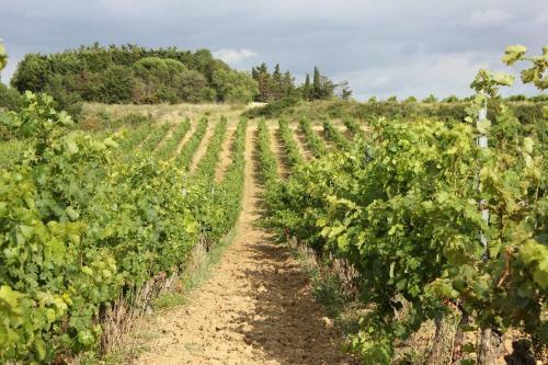 O'vineyards B&B Carcassonne